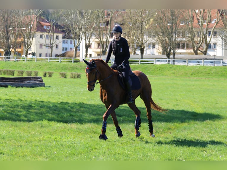 Trakehner Hongre 7 Ans 163 cm Alezan in Messerich