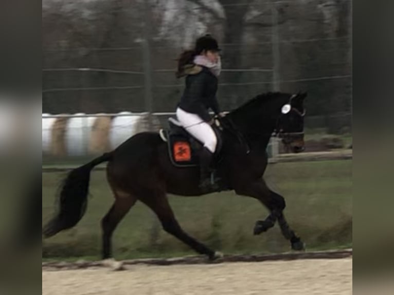 Trakehner Hongre 7 Ans 168 cm Bai in Mainbernheim