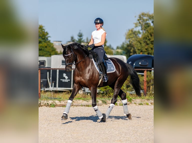 Trakehner Hongre 7 Ans 170 cm Bai brun foncé in Kremmen