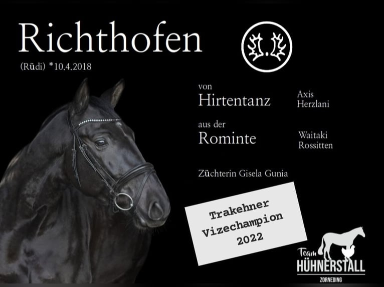 Trakehner Hongre 7 Ans 172 cm Bai brun in Zorneding