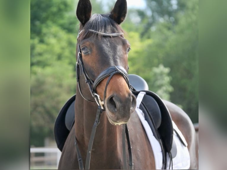 Trakehner Hongre 7 Ans 174 cm Bai brun foncé in Berlin