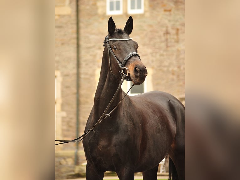 Trakehner Hongre 7 Ans 174 cm Bai brun foncé in Emmerthal