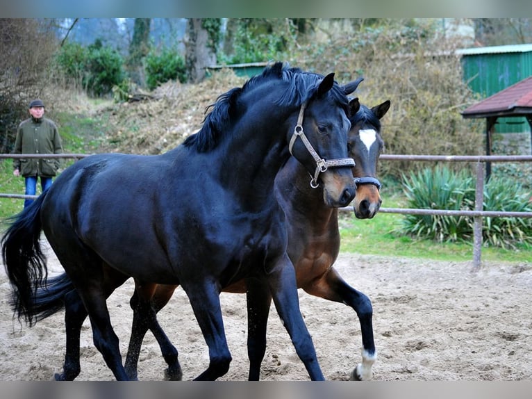 Trakehner Hongre 7 Ans 174 cm Bai brun foncé in Emmerthal