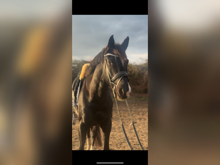 Trakehner Hongre 7 Ans 174 cm Noir in Blekendorf