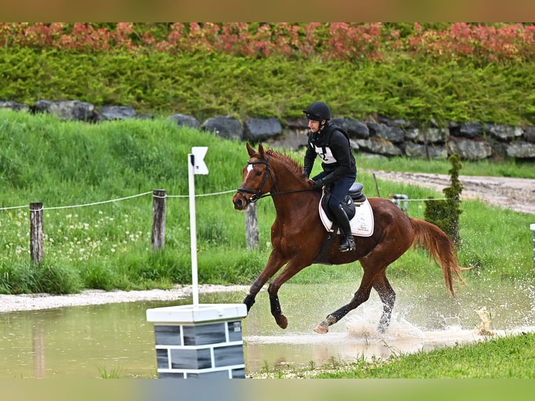 Trakehner Hongre 7 Ans 175 cm Alezan in Kallham
