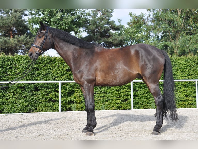 Trakehner Hongre 7 Ans 175 cm Bai brun foncé in Berlin