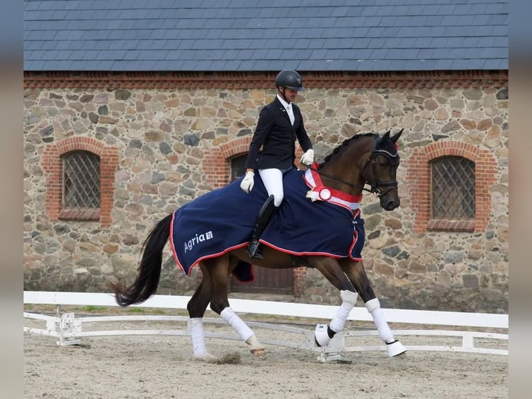 Trakehner Hongre 7 Ans 176 cm Bai in Boeslunde