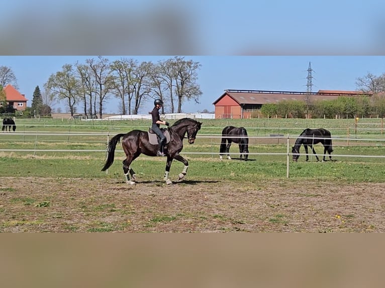 Trakehner Hongre 7 Ans 178 cm Bai in Freren