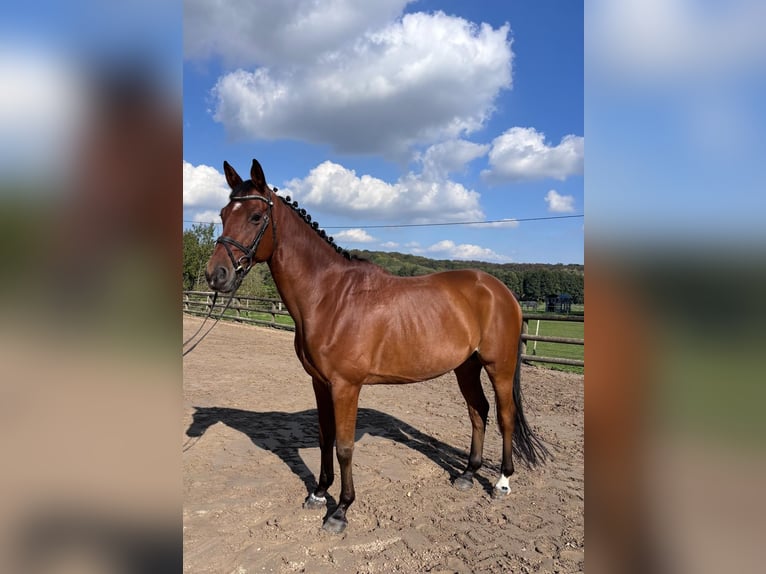 Trakehner Hongre 8 Ans 165 cm Bai in Wadersloh