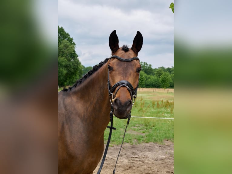 Trakehner Hongre 8 Ans 165 cm Bai in Sottrum