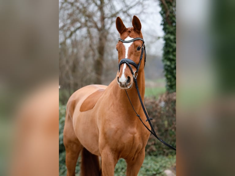 Trakehner Hongre 8 Ans 168 cm Alezan in Rügge