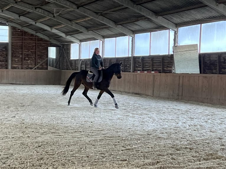 Trakehner Hongre 8 Ans 168 cm Bai brun in linz