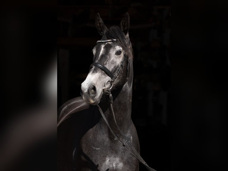 Trakehner Hongre 8 Ans 170 cm Gris noir in Kummersdorf-Gut