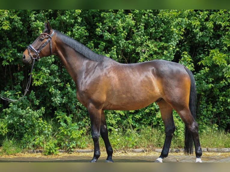 Trakehner Hongre 8 Ans 172 cm Bai in Wartenberg