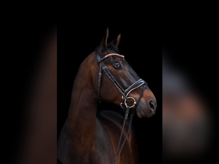 Trakehner Hongre 8 Ans 172 cm Bai in Wartenberg