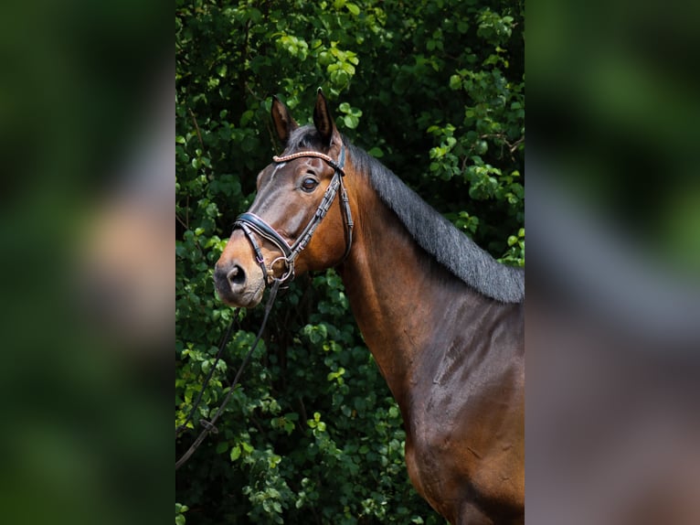 Trakehner Hongre 8 Ans 172 cm Bai in Wartenberg