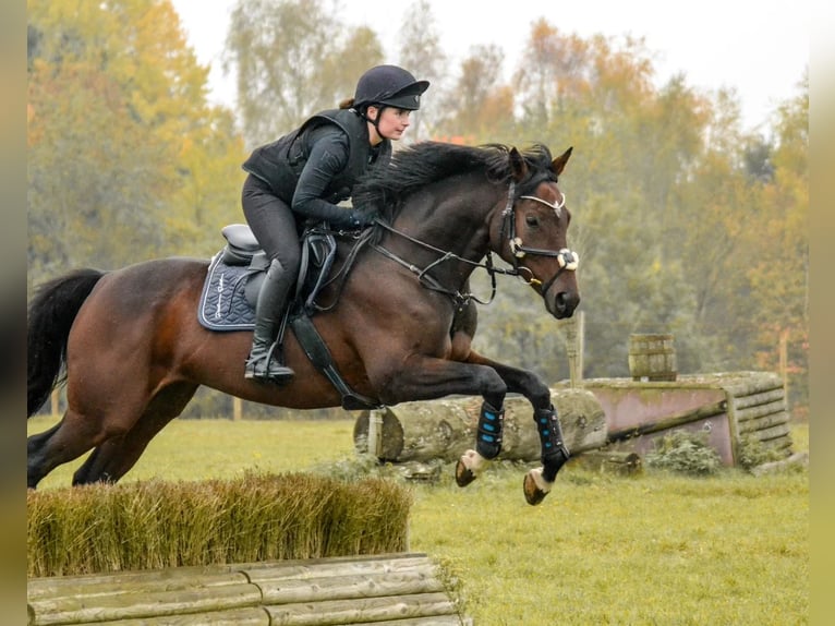 Trakehner Hongre 9 Ans 165 cm Bai in Egestorf