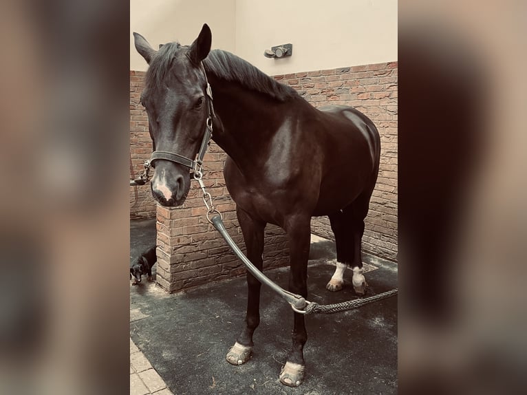 Trakehner Hongre 9 Ans 167 cm Bai brun in Berlin