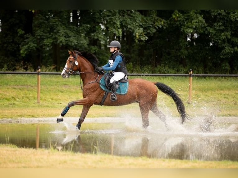 Trakehner Hongre 9 Ans 167 cm Bai in Józefin