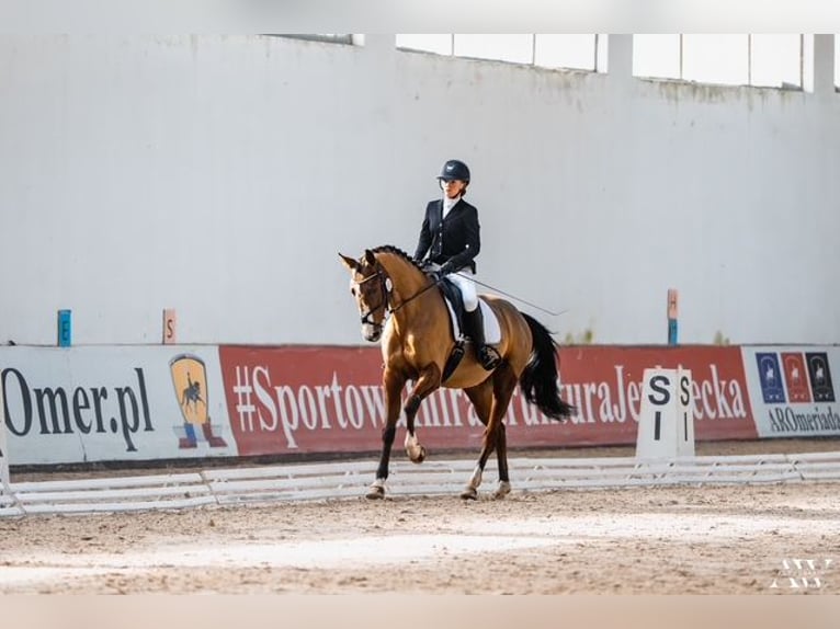 Trakehner Hongre 9 Ans 167 cm Bai in Józefin