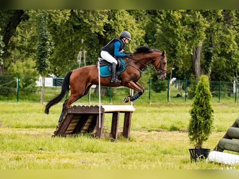 Trakehner Hongre 9 Ans 167 cm Bai in Józefin