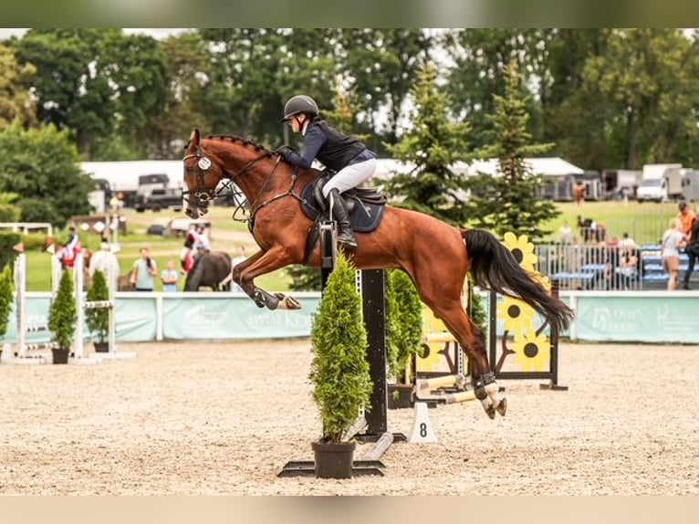 Trakehner Hongre 9 Ans 167 cm Bai in Józefin