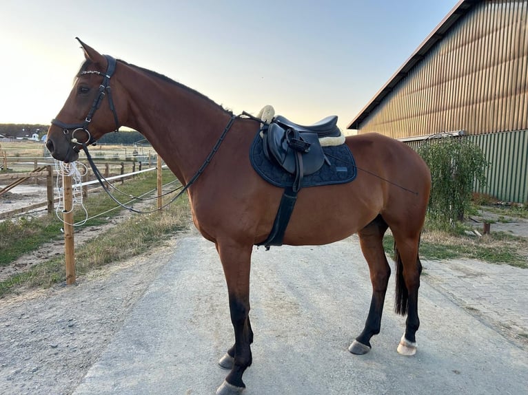 Trakehner Hongre 9 Ans 167 cm Bai in Solms