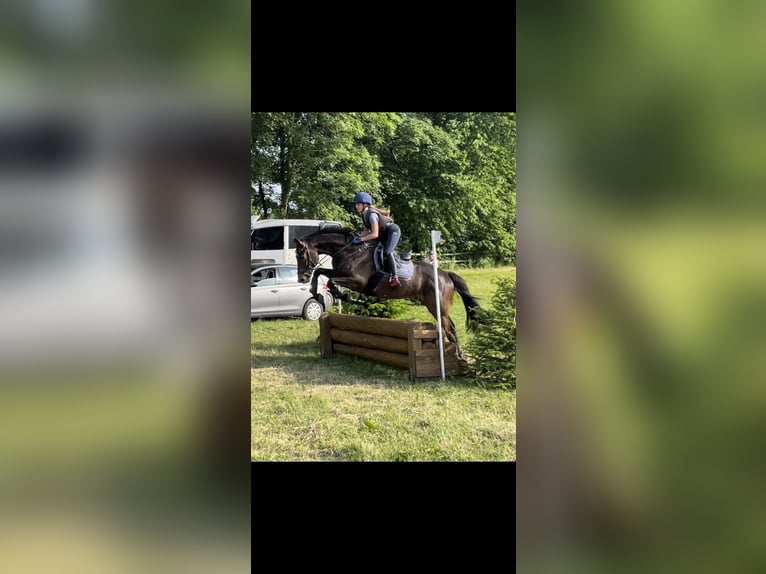 Trakehner Hongre 9 Ans 168 cm Bai brun in Rantzau