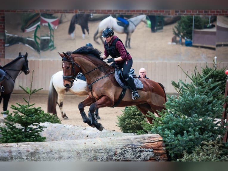 Trakehner Hongre 9 Ans 168 cm Bai in Solms