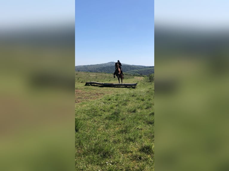 Trakehner Hongre 9 Ans 168 cm Bai in Solms