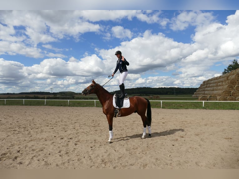 Trakehner Hongre 9 Ans 169 cm Bai in Ganschow