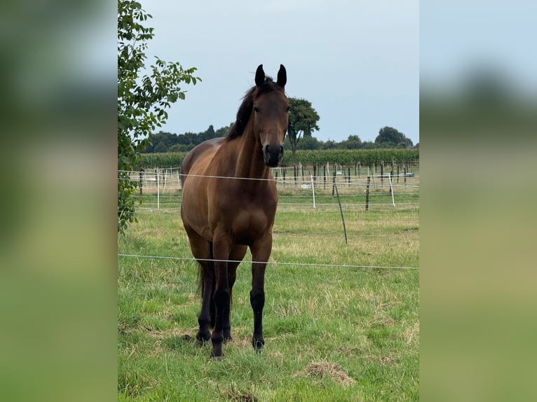 Trakehner Hongre 9 Ans 171 cm Bai in Erkelenz