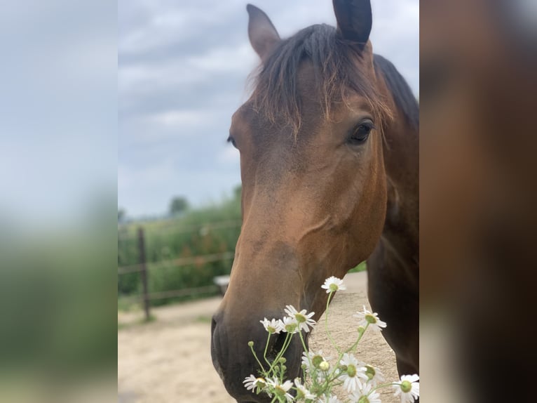 Trakehner Hongre 9 Ans 171 cm Bai in Erkelenz