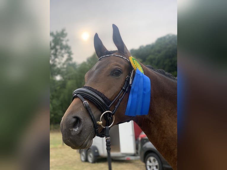 Trakehner Hongre 9 Ans 171 cm Bai in Erkelenz