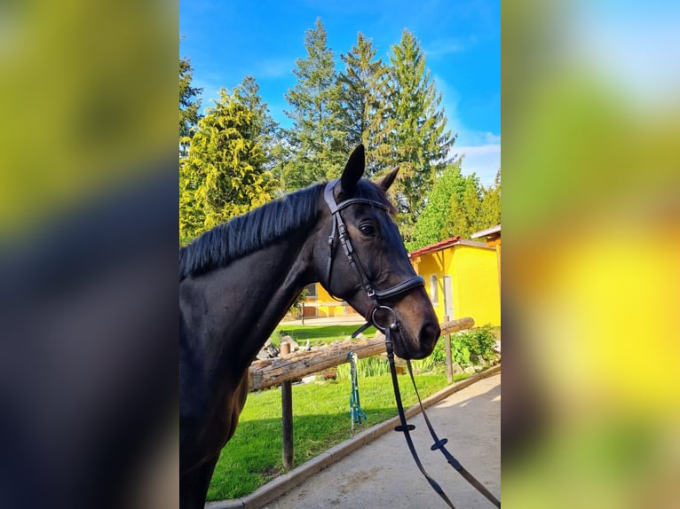 Trakehner Hongre 9 Ans 172 cm Bai brun foncé in Eisenach