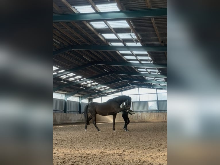 Trakehner Hongre 9 Ans 172 cm Bai brun foncé in Eisenach