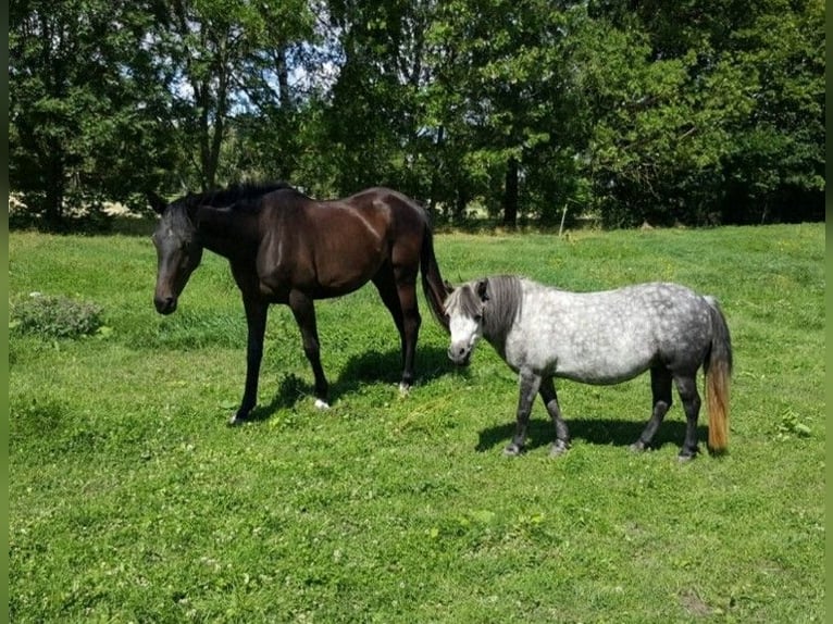 Trakehner Hongre 9 Ans 172 cm Bai brun foncé in Eisenach