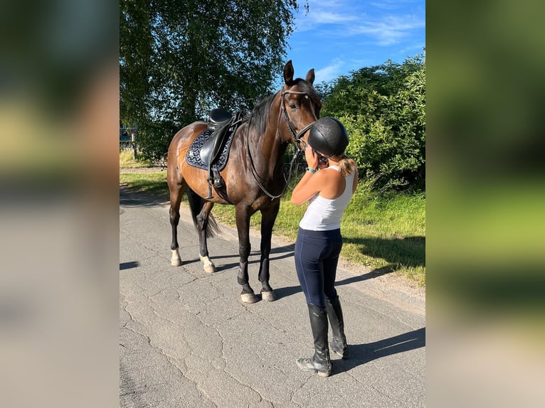 Trakehner Hongre 9 Ans 172 cm Bai in Krummwisch