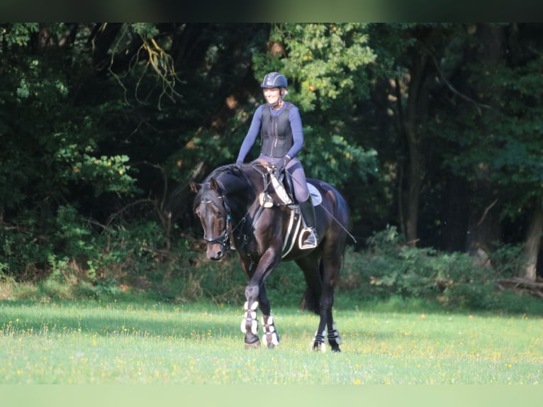 Trakehner Hongre 9 Ans 177 cm Bai brun in Postfeld