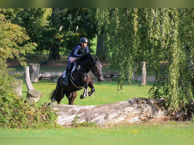 Trakehner Hongre 9 Ans 177 cm Bai brun in Postfeld