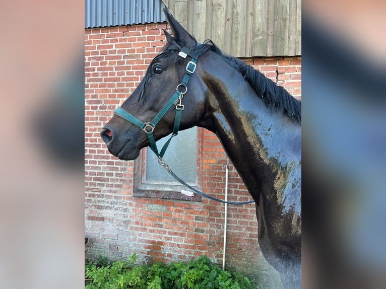 Trakehner Hongre 9 Ans 177 cm Bai brun in Postfeld