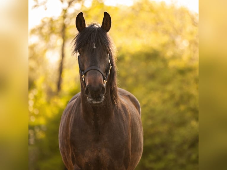 Trakehner Croisé Jument 10 Ans 156 cm Bai in Bamberg
