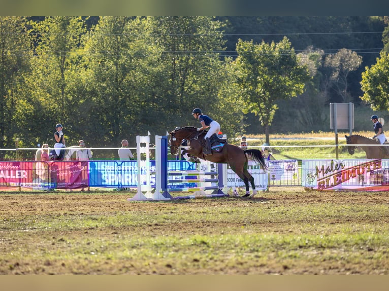 Trakehner Jument 10 Ans 164 cm Bai in Passail