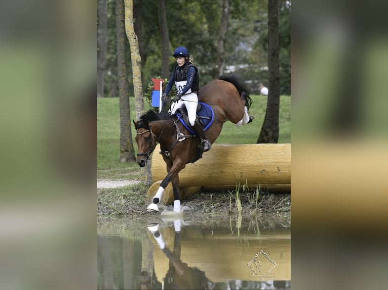 Trakehner Jument 10 Ans 164 cm Bai in Passail