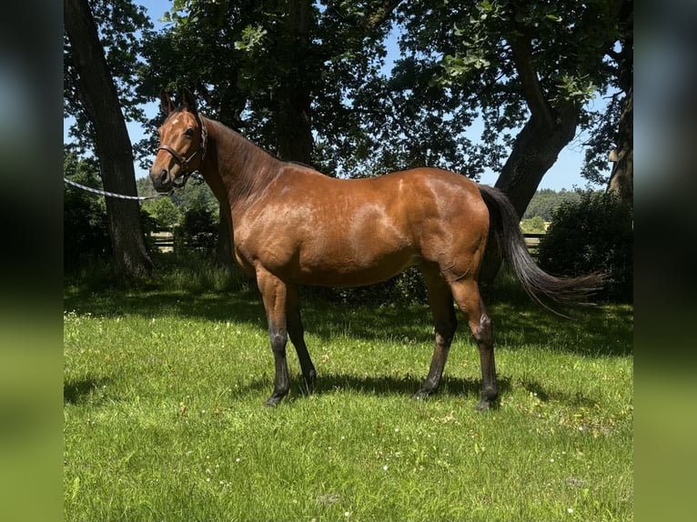 Trakehner Jument 10 Ans 166 cm Bai in Walsrode