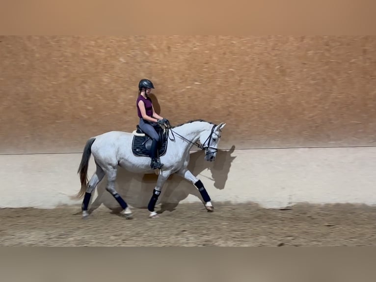 Trakehner Jument 10 Ans 167 cm Gris moucheté in Wehringen