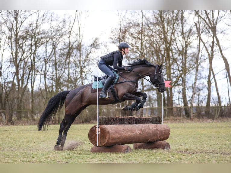 Trakehner Jument 10 Ans 167 cm Noir in Salzhausen