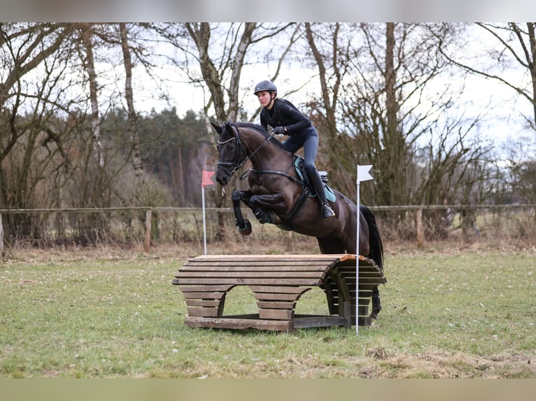 Trakehner Jument 10 Ans 167 cm Noir in Salzhausen