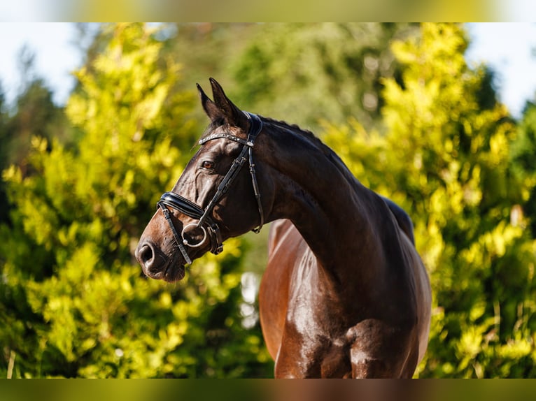 Trakehner Jument 10 Ans 168 cm Noir in Palanga