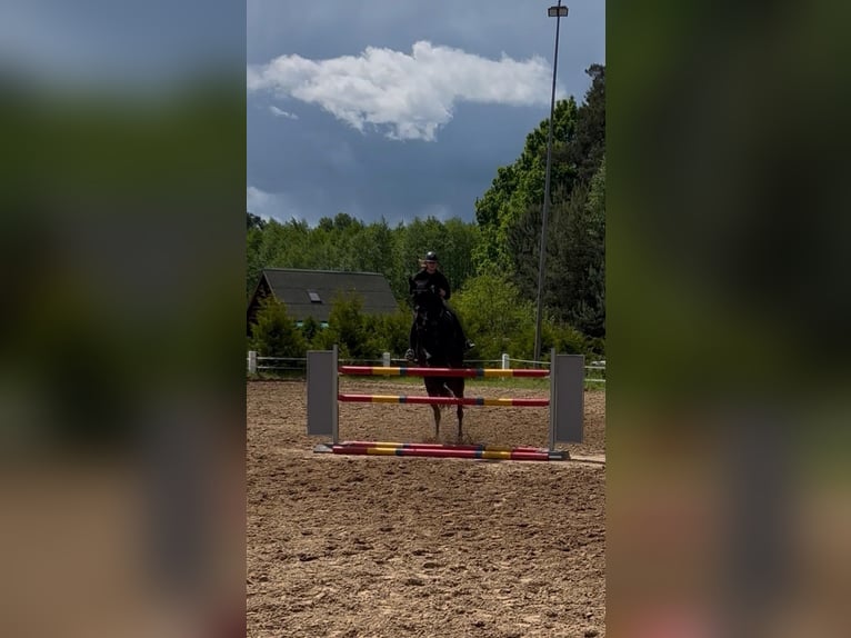 Trakehner Jument 10 Ans 168 cm Noir in Palanga